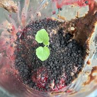 Messy rozey’s garden  at Rozey in Delft