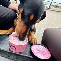 Doggie ice cream  at Truly Scrumptious in Looe