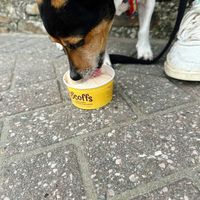 Doggie ice cream  at Truly Scrumptious in Looe