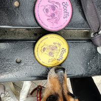 Flavours for dogs (non dairy)  at Truly Scrumptious in Looe