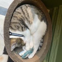 One of the resident cats at Java Whiskers in London