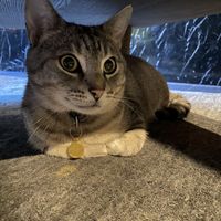 Another cat at Java Whiskers in London