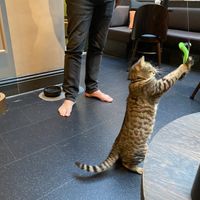 You can play with the cats while enjoying some snacks at Java Whiskers in London