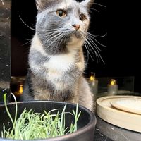   at Java Whiskers in London