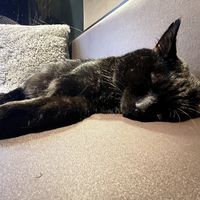   at Java Whiskers in London