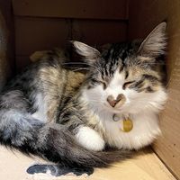   at Java Whiskers in London