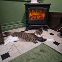  at Java Whiskers in London