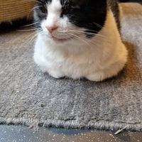  at Java Whiskers in London