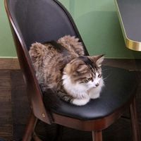  at Java Whiskers in London