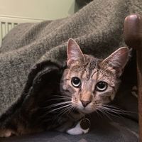 Cutie Demeter  at Java Whiskers in London