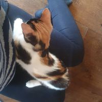  at Java Whiskers in London