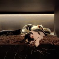 Cats at Java Whiskers in London