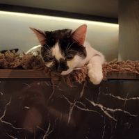 Cat at Java Whiskers in London