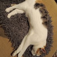 Cat (this is the one who scratched the man) at Java Whiskers in London