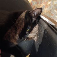 Cat at Java Whiskers in London