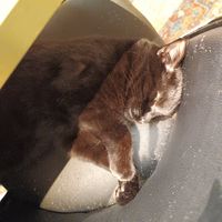 Cat at Java Whiskers in London