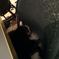 Best cat in light at Java Whiskers in London