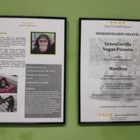  at GreenGorilla in Budapest