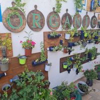  at Organic in Mallorca