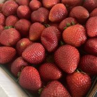   at Joshua Tree Farmers Market in Joshua Tree