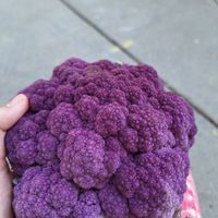  at Dane County Farmers' Market in Madison