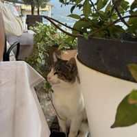   at Kaneo Summer Garden in Ohrid