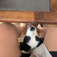 Resident doggie! at Tribearth  in Diani Beach