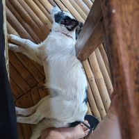 Resident doggie! at Tribearth  in Diani Beach