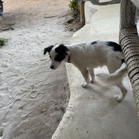   at Tribearth  in Diani Beach