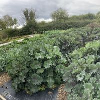   at Riverford Field Kitchen Restaurant in Buckfastleigh