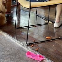 Allows dogs INSIDE restaurant to create a total mess. Kind of gross in my opinion  #Veganuary at Camelia Ododo in Sao Paulo