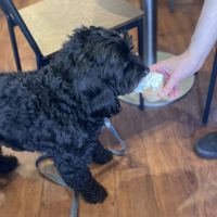 Happy Ziggy with his Puppychino  at No Frickin Chicken in Worcester