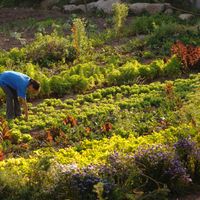 Willka T'ika has organic gardens where their meals are sourced. at Willka Tika Garden Resort in Urubamba