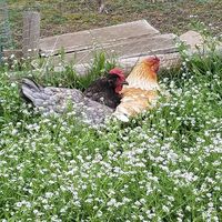  at L'Autre Ferme in Cherves-chatelars