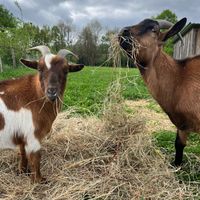  at L'Autre Ferme in Cherves-chatelars
