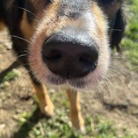 Nana qui souhaite le bonjourr  at L'Autre Ferme in Cherves-chatelars