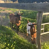 Une partie des résidentes   at L'Autre Ferme in Cherves-chatelars