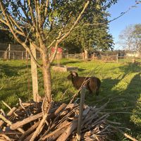 Un mouton qui se promène dans le jardinn  at L'Autre Ferme in Cherves-chatelars