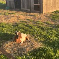 Bain de soleil "golden hour"  at L'Autre Ferme in Cherves-chatelars