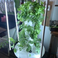 Plants  at The Juice Jar in Erie