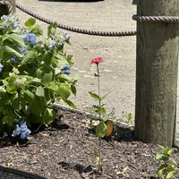 Outdoor seating  at café SoL in Niantic