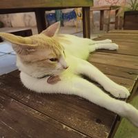 Macumba at Crush in Merida