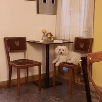 Cute dog at Noja in Prizren