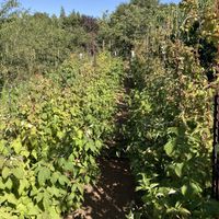 Raspberries  at Odem Berries Field in Odem
