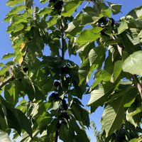 Cherries  at Odem Berries Field in Odem