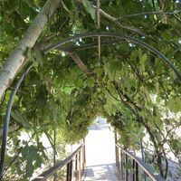Entrance  at Odem Berries Field in Odem