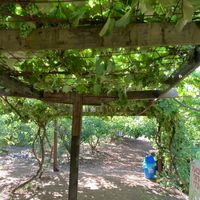 Grapes  at Odem Berries Field in Odem