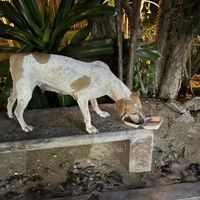 Happy pup  at El Armadillo Mazunte in Mazunte