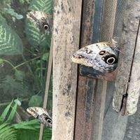 Caged butterfly garden on bottom floorr  at Maracuyá in Flores