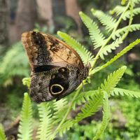 Il y a un espace avec des papillons at Maracuyá in Flores